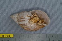 藏品(三崎低寄居蟹)的圖片